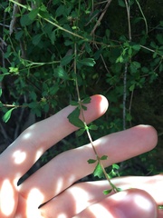 Xanthosia tridentata