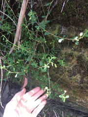 Xanthosia tridentata