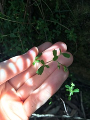 Xanthosia tridentata
