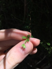Xanthosia tridentata