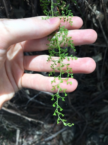 Lindsaea microphylla (Lindsaea microphylla)