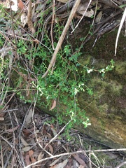 Xanthosia tridentata