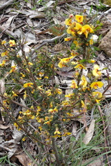 Dillwynia ramosissima