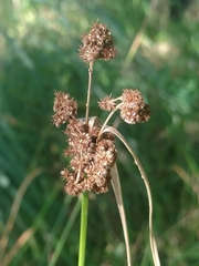 Scirpus georgianus