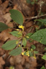 Impatiens racemosa
