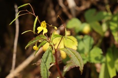 Impatiens racemosa