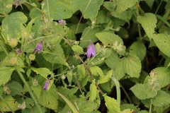 Campanula pallida