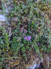 Thymus praecox britannicus