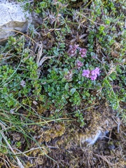 Thymus praecox britannicus