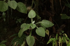 Ainsliaea latifolia