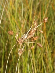 Fimbristylis castanea