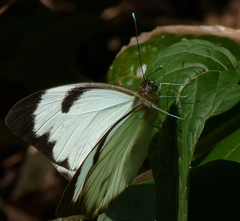 Ganyra phaloe