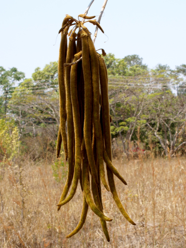 Handroanthus chrysanthus image