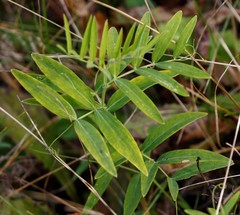 Lathyrus palustris pilosus