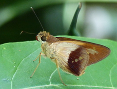 Calpodes longirostris