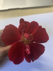 Magnoliopsida