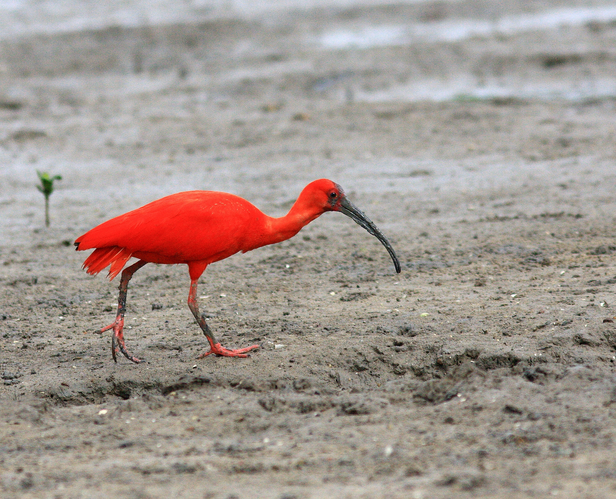 Scarlet Ibis (Eudocimus ruber) · iNaturalist