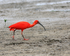 Scarlet Ibis photo 3