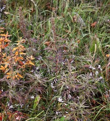 Artemisia vulgaris kamtschatica