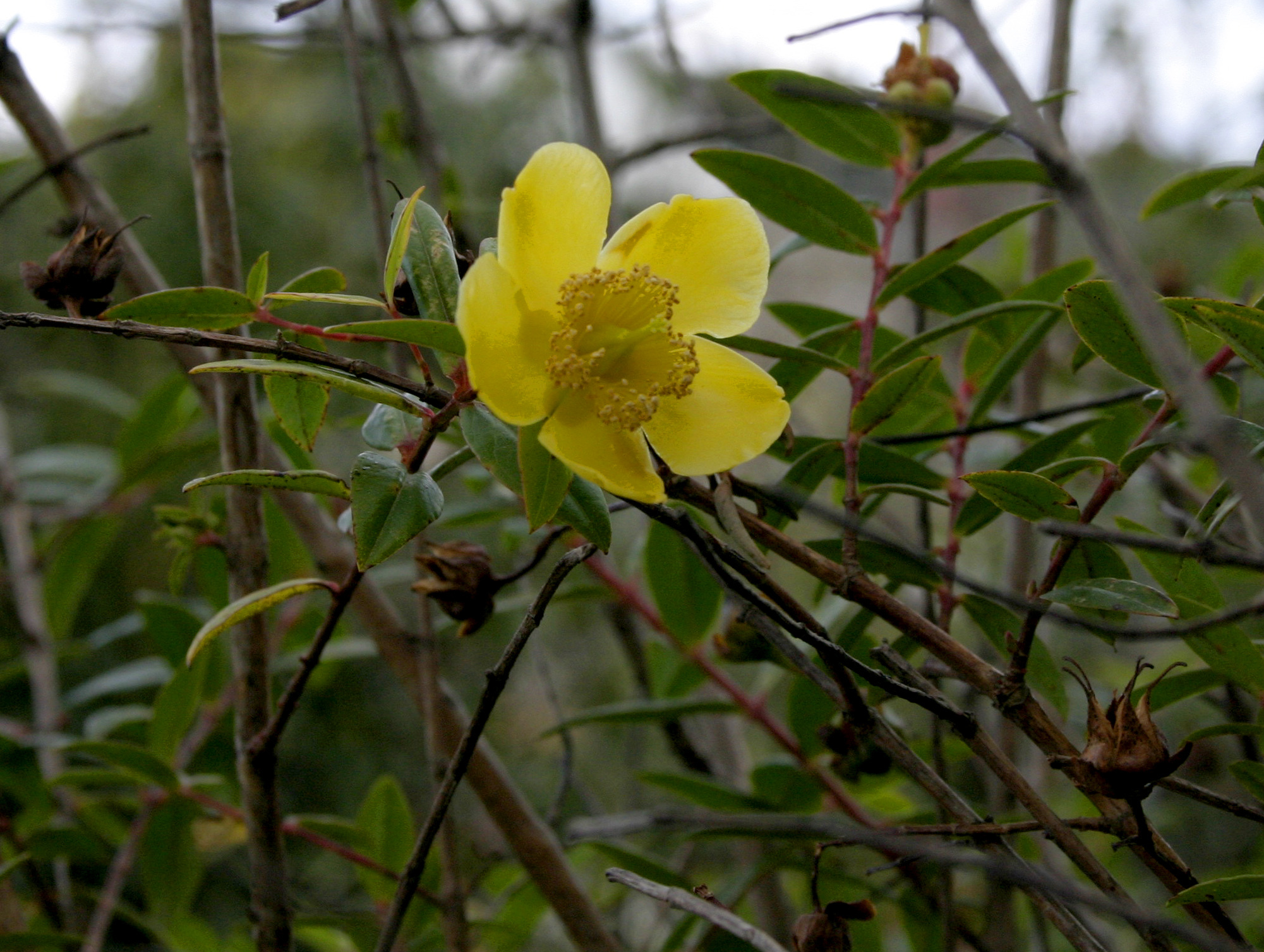 Hypericum hookerianum