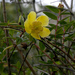 Hypericum hookerianum - Photo (c) Tony Rodd, some rights reserved (CC BY-NC-SA)