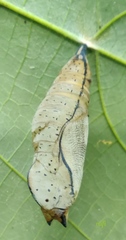 Doleschallia bisaltide