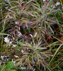 Artemisia vulgaris kamtschatica