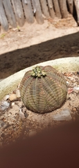 Euphorbia obesa
