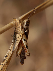 Catantops melanostictus