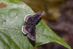 Detritivora cleonus