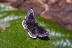 Detritivora cleonus