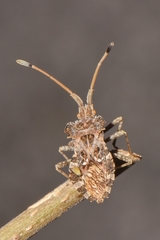 Centrocoris spiniger