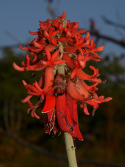 Erythrina abyssinica