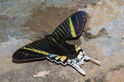 Green-banded Urania photo 5