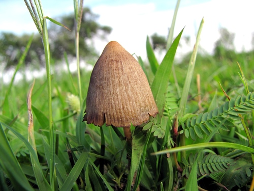Psilocybe Mushrooms (Genus Psilocybe) · iNaturalist