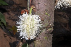 Carpotroche longifolia