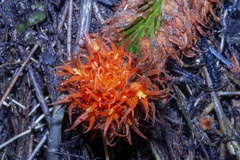 Gurania rhizantha