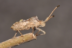 Centrocoris spiniger