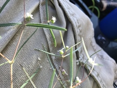 Euphorbia florida