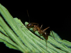 Camponotus sexpunctatus