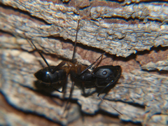 Camponotus sexpunctatus