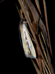 Classeya argyrodonta