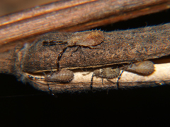 Phricodus hystrix