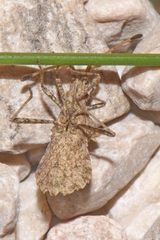 Centrocoris spiniger