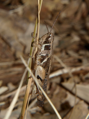 Catantops melanostictus