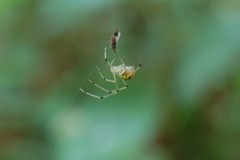 Theridiidae