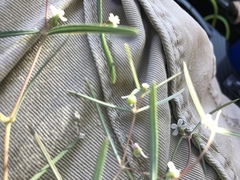 Euphorbia florida