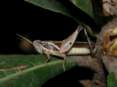 Phaeocatantops solitarius