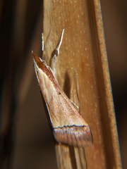 Pseudonoorda rubricostalis