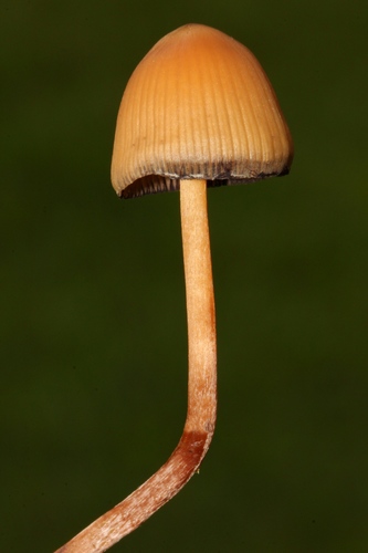 Psilocybe mexicana